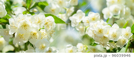 jasmine flowers in a garden 96039946