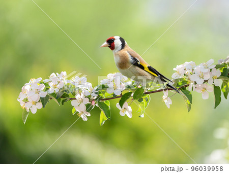 Bird sitting on a branch of blossom apple tree. The European Goldfinch 96039958