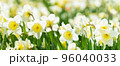 Spring flowers. Daffodil flowers blooming in a garden 96040033