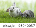 Two Little cute rabbit sitting on the grass. Bunny on green background 96040037