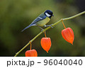 Little bird sitting on branch of physalis . Great Tit 96040040