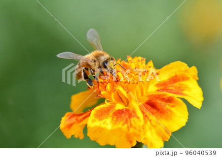 ミツバチ ミツバチ 96040539