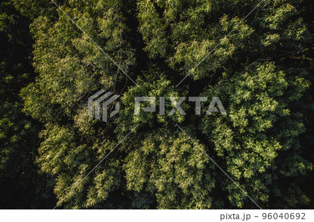 Aerial view. Autumn forest. Drone flyover. Brown canopy of trees from above Aerial view. Autumn forest. Drone flyover. Brown canopy of trees from above 96040692
