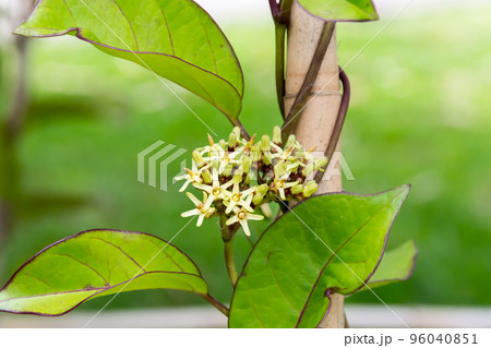 花 フラワー お花 96040851