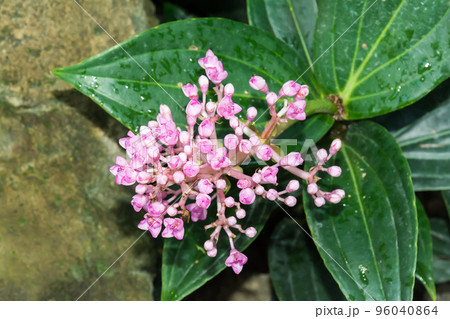 花 フラワー お花 96040864