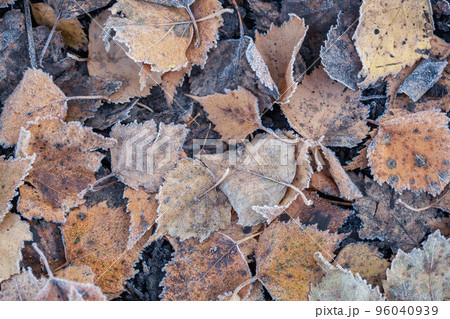 background of autumn leaves in the frost 96040939