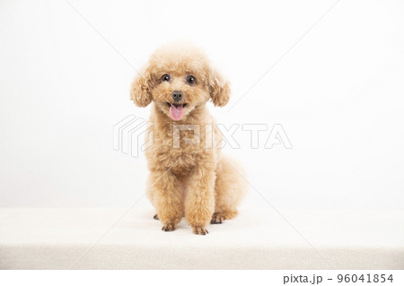 微笑むトイプードル 微笑むトイプードル 96041854