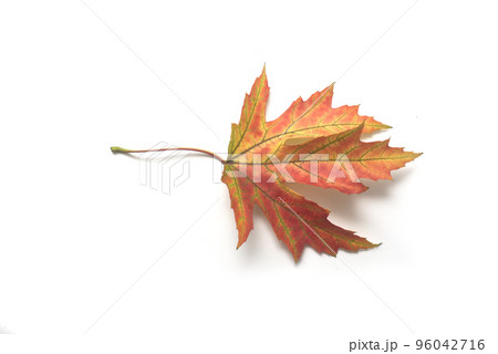 Closeup of autumnal maple leaf on white background 96042716