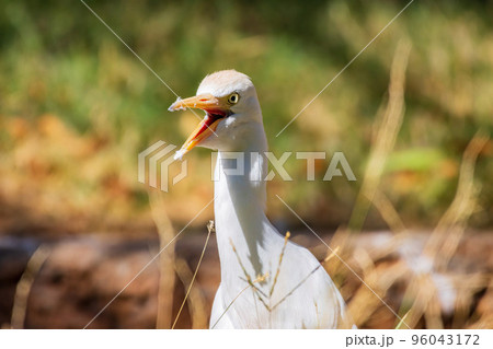 Close up shot of cute Egret Close up shot of cute Egret 96043172
