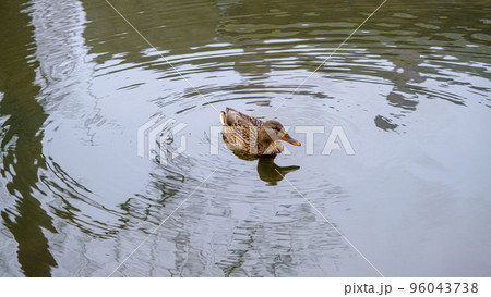 foreground in horizontal view of a common duck swimming in a city pond. Kuldiga park pond foreground in horizontal view of a common duck swimming in a city pond. Kuldiga park pond 96043738
