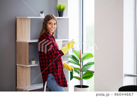 Woman hand wiping dust off green leaves of ficus lyrata. 96044667