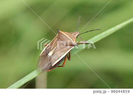 シロヘリクチブトカメムシ シロヘリクチブトカメムシ 96044859