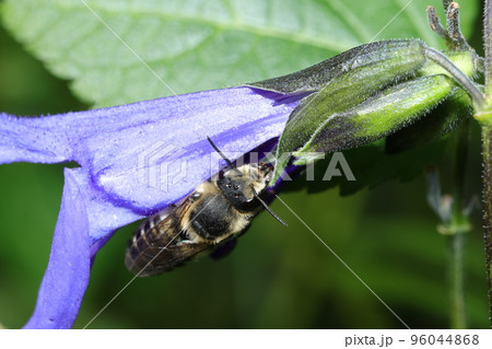 サルビアの花を訪れたハキリバチ サルビアの花を訪れたハキリバチ 96044868