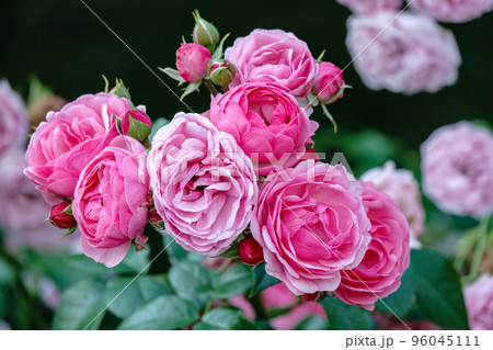 Close-up of a pink rose on green background 96045111