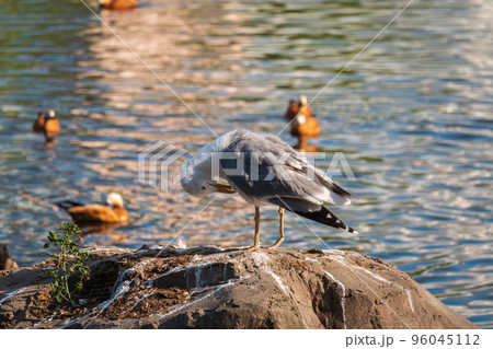 Seagull sits on stone cliff at the sea shore 96045112