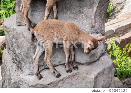 Markhor goatlings jump on the rocks. Markhor, Capra falconeri Markhor goatlings jump on the rocks. Markhor, Capra falconeri 96045122