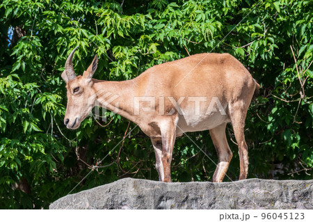 East caucasian tur, female, latin name Carpa cylindricornis. 96045123