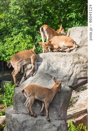 Markhor goatlings jump on the rocks. Markhor, Capra falconeri 96045124