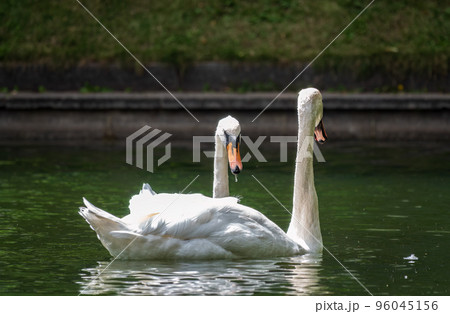 Two graceful white swans swim in the pond in city park. Two graceful white swans swim in the pond in city park. 96045156