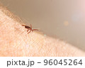 A crawling deer tick tries to bite through human skin. 96045264