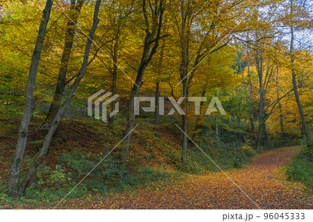 Autumn colorful morning in the forest near Graz, Styria region, Austria Autumn colorful morning in the forest near Graz, Styria region, Austria 96045333