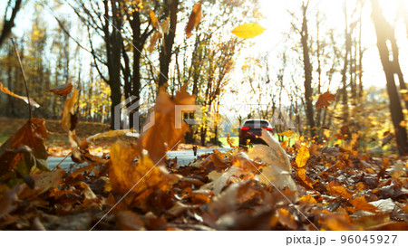 Detail of flying dry leaves in forest. 96045927