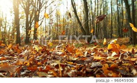 Detail of flying dry leaves in forest. Detail of flying dry leaves in forest. 96045930