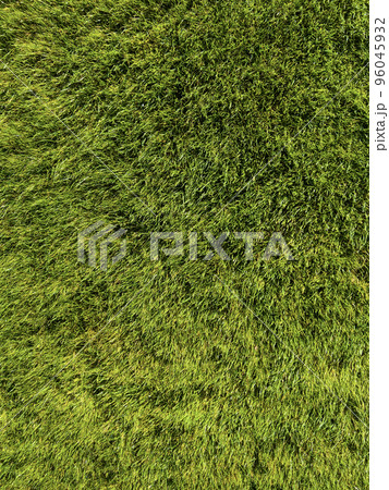 Background of a green grass. Texture green lawn 96045932