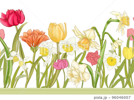 White daffodils and tulips flowers, the early spring flowers. White daffodils and tulips flowers, the early spring flowers. 96046007