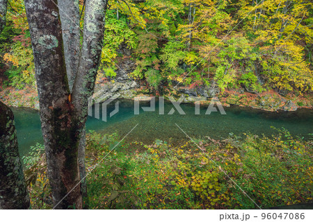巴淵の紅葉【巴ヶ淵】 巴淵の紅葉【巴ヶ淵】 96047086