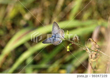 ウラナミシジミ 96047109