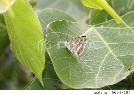 ウラナミシジミ ウラナミシジミ 96047194