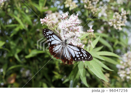 フジバカマの花に吸蜜するアサギマダラ フジバカマの花に吸蜜するアサギマダラ 96047256