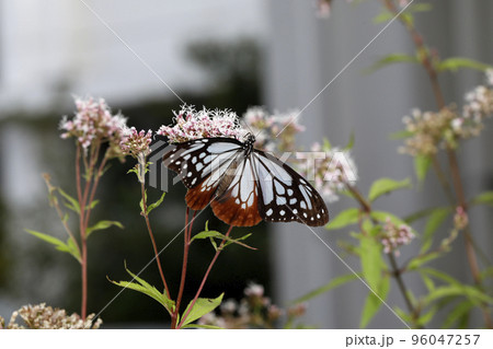 フジバカマの花に吸蜜するアサギマダラ フジバカマの花に吸蜜するアサギマダラ 96047257