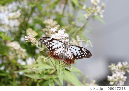 フジバカマの花に吸蜜するアサギマダラ 96047258