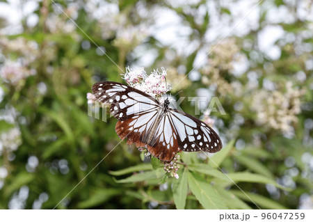 フジバカマの花に吸蜜するアサギマダラ 96047259