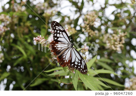 フジバカマの花に吸蜜するアサギマダラ フジバカマの花に吸蜜するアサギマダラ 96047260