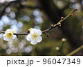 白梅 96047349