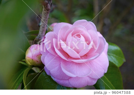 ツバキ 96047388