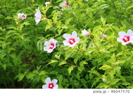 フヨウの花 96047570