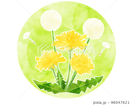 水彩風に加工したタンポポのイラスト　綿毛付きバージョン 96047621