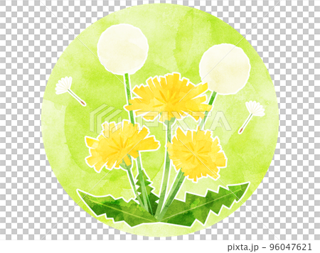 水彩風に加工したタンポポのイラスト　綿毛付きバージョン 96047621