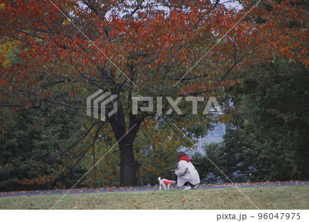 子犬と散歩する女性、赤く色づいた落ち葉に手が伸びて 96047975