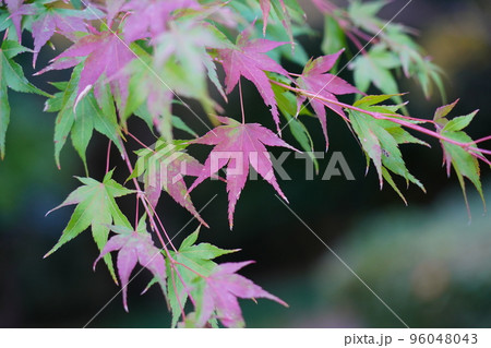 紅く染まったイロハモミジ 紅く染まったイロハモミジ 96048043