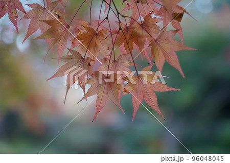 紅く染まったイロハモミジ 96048045