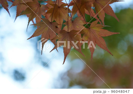 紅く染まったイロハモミジ 96048047