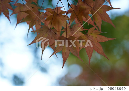 紅く染まったイロハモミジ 紅く染まったイロハモミジ 96048049