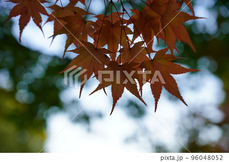 紅く染まったイロハモミジ 96048052