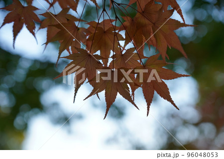 紅く染まったイロハモミジ 96048053