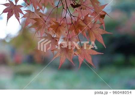 紅く染まったイロハモミジ 紅く染まったイロハモミジ 96048054